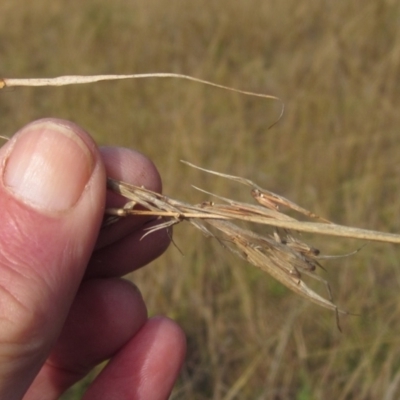 Cymbopogon refractus (Barbed-wire Grass) at Latham, ACT - 6 May 2024 by pinnaCLE