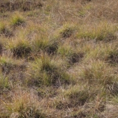 Cymbopogon refractus at Umbagong District Park - 6 May 2024