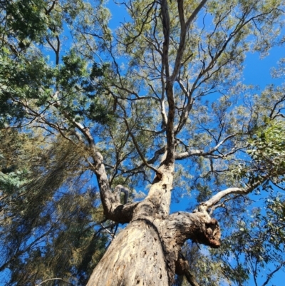 Eucalyptus melliodora (Yellow Box) at Deakin, ACT - 19 May 2024 by Steve818