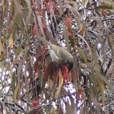 Caligavis chrysops (Yellow-faced Honeyeater) at Hill Top, NSW - 8 May 2024 by Curiosity