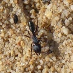 Rhytidoponera metallica (Greenhead ant) at Hill Top, NSW - 15 May 2024 by Curiosity