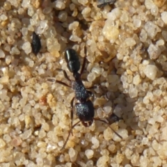 Rhytidoponera metallica (Greenhead ant) at Hill Top - 15 May 2024 by Curiosity