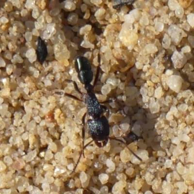 Rhytidoponera metallica (Greenhead ant) at Hill Top - 15 May 2024 by Curiosity