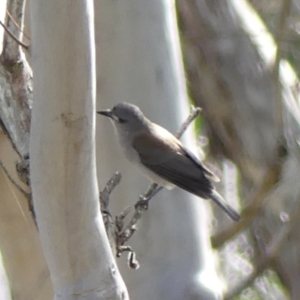 Colluricincla harmonica at Hill Top - 15 May 2024 11:34 AM