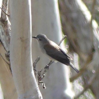 Colluricincla harmonica (Grey Shrikethrush) at Wingecarribee Local Government Area - 15 May 2024 by Curiosity