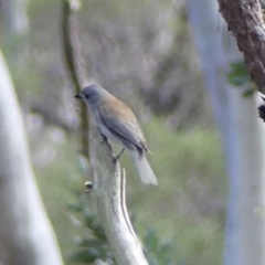 Colluricincla harmonica at Hill Top - 15 May 2024 11:34 AM