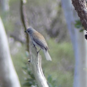Colluricincla harmonica at Hill Top - 15 May 2024 11:34 AM