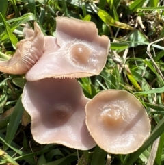 Unidentified Cap on a stem; gills below cap [mushrooms or mushroom-like] at Kangaroo Valley, NSW - 19 May 2024 by lbradley