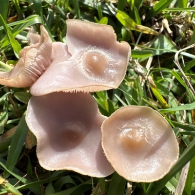 Unidentified Cap on a stem; gills below cap [mushrooms or mushroom-like] by lbradley