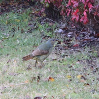 Ptilonorhynchus violaceus (Satin Bowerbird) at Hackett, ACT - 19 May 2024 by petersan