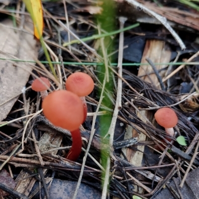 Laccaria sp. at Bodalla State Forest - 17 May 2024 by Teresa