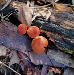 Laccaria sp. at Bodalla State Forest - 18 May 2024