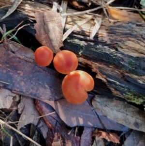 Laccaria sp. at Bodalla State Forest - suppressed