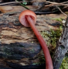 Laccaria sp. at Bodalla State Forest - suppressed