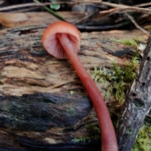 Laccaria sp. at Bodalla State Forest - 18 May 2024