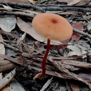 Laccaria sp. at Bodalla, NSW - 18 May 2024