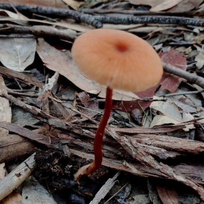 Unidentified Cap on a stem; gills below cap [mushrooms or mushroom-like] at Bodalla, NSW - 18 May 2024 by Teresa