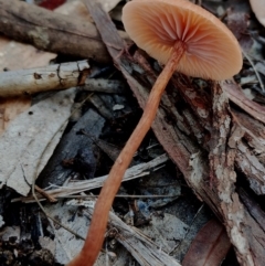 Laccaria sp. at Bodalla, NSW - suppressed