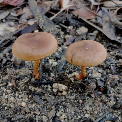 Unidentified Cap on a stem; gills below cap [mushrooms or mushroom-like] at Bodalla, NSW - 17 May 2024 by Teresa