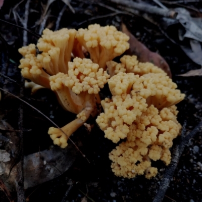 Unidentified Coralloid fungus, markedly branched at Bodalla, NSW - 17 May 2024 by Teresa