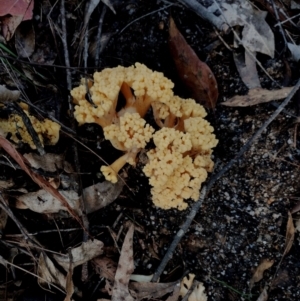 Ramaria capitata var. capitata at Bodalla State Forest - 18 May 2024 09:50 AM