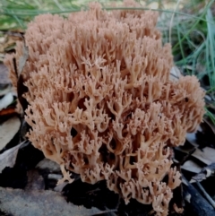 Unidentified Coralloid fungus, markedly branched at Bodalla, NSW - 18 May 2024 by Teresa