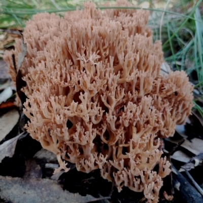 Ramaria sp. at Bodalla State Forest - 18 May 2024 by Teresa