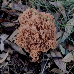 Ramaria sp. (genus) at Bodalla State Forest - suppressed