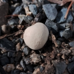 Bovista sp. (A puffball) at Congo, NSW - 18 May 2024 by Teresa