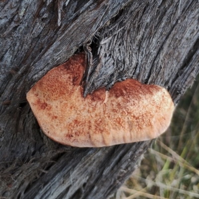Postia pelliculosa (A wood-rotting bracket fungus) at Congo, NSW - 18 May 2024 by Teresa