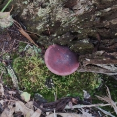 Unidentified Cap on a stem; gills below cap [mushrooms or mushroom-like] at Congo, NSW - 18 May 2024 by Teresa