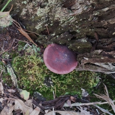 Unidentified Cap on a stem; gills below cap [mushrooms or mushroom-like] at Congo, NSW - 18 May 2024 by Teresa