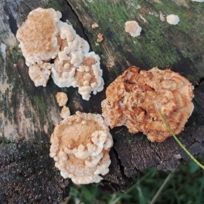 Unidentified Other fungi on wood at Eurobodalla National Park - 18 May 2024 by Teresa