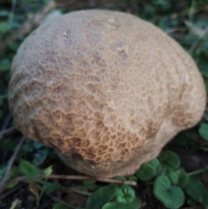 Unidentified Puffball & the like at suppressed by Teresa