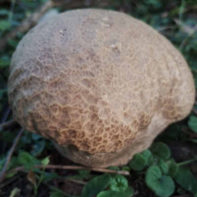 Unidentified Puffball & the like at Congo, NSW - 18 May 2024 by Teresa