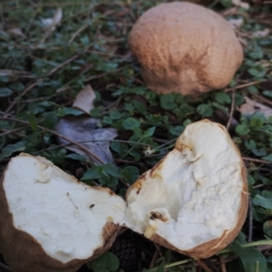 Calvatia sp. at Eurobodalla National Park - 18 May 2024 01:18 PM