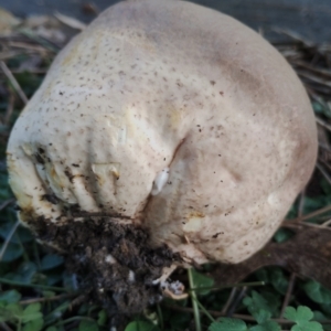 Calvatia sp. at Eurobodalla National Park - 18 May 2024 01:18 PM