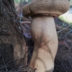 Unidentified Bolete - Fleshy texture, stem central (more-or-less) at Bergalia, NSW - 18 May 2024 by Teresa