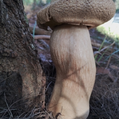 Boletellus sp. (Boletellus) at Bergalia, NSW - 18 May 2024 by Teresa