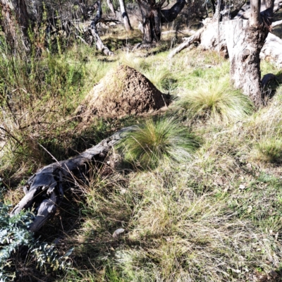 Nassella trichotoma (Serrated Tussock) at Hackett, ACT - 19 May 2024 by abread111