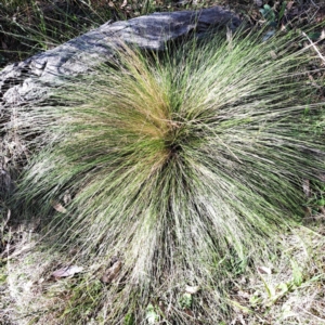 Nassella trichotoma at Mount Ainslie - 19 May 2024