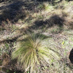 Nassella trichotoma (Serrated Tussock) at Mount Ainslie - 19 May 2024 by abread111