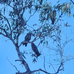 Callocephalon fimbriatum (Gang-gang Cockatoo) at Captains Flat, NSW - 19 May 2024 by Csteele4