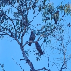 Callocephalon fimbriatum at QPRC LGA - suppressed