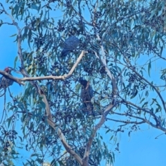 Callocephalon fimbriatum at QPRC LGA - suppressed