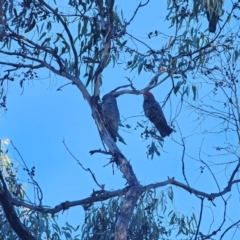 Callocephalon fimbriatum at QPRC LGA - 19 May 2024