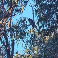 Callocephalon fimbriatum at QPRC LGA - suppressed