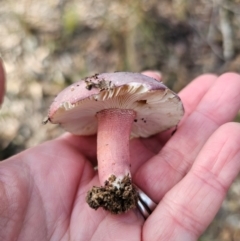 Russula sp. at Captains Flat, NSW - 17 May 2024 by Csteele4