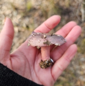 Russula sp. (genus) at QPRC LGA - 17 May 2024