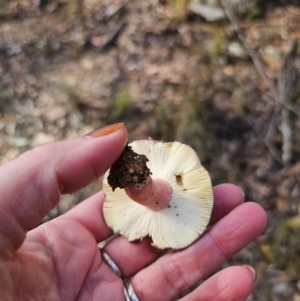 Russula sp. (genus) at QPRC LGA - 17 May 2024